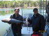 (09/12/2015) - Nice Striped Bass